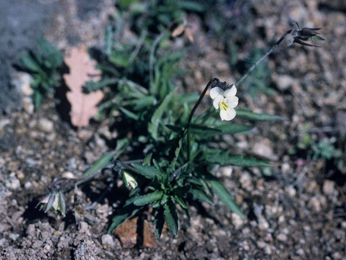 Viola arvensis var. arvensis (Violaceae)